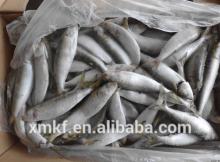 Sardine For Bait