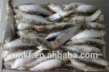 China frozen sardine fish