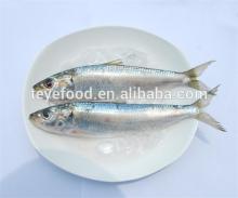 Cheap canned sardine in vegetable oil