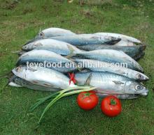 Canned mackerel in tomato sauce for hot selling