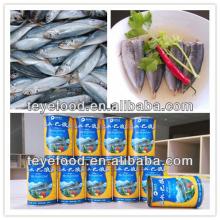 Canned Blue Mackerel Scad in Brine