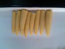 canned fresh baby corn