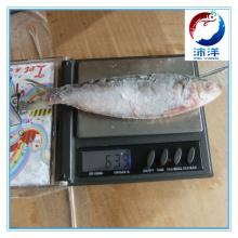 frozen sardine