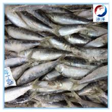 frozen sardine for canning