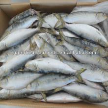  fresh   frozen   sardines 