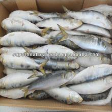  sardines   process  canning