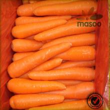 2014 Crop Chinese High Quality Fresh Carrot With Low Price / Carrots Nutrition Facts / Purple Carrot