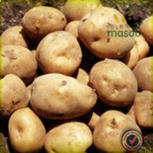 holland potato certified fresh sweet potato 150-200g exporter