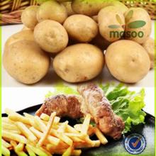  dutch   potato  certified fresh sweet  potato  100-200g exporter