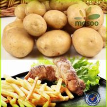 certified fresh sweet dutch seed potato 150-200g for export
