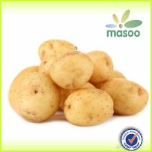 2014 Fresh Potato From Shandong China factory and exporter