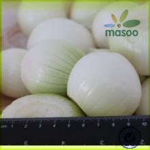 fresh yellow onion export prices ton in China