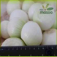 exporter 2014 new fresh yellow onion to Russia