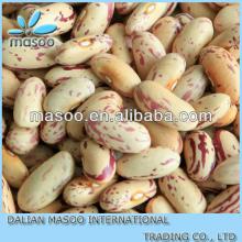 crop 2013 China Light speckled Kidney beans top quality