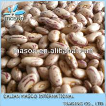 Light speckled Kidney beans bulk package in 25kg 50kg