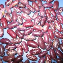 2013  Red   Speckled   Kidney  Beans from China top ten