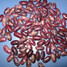 2013 Red Speckled Kidney Beans from China best price