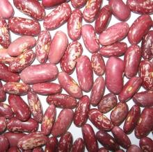 2013 Red Speckled Kidney Beans from China best price top ten