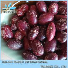 China Purple Speckled Kidney Beans Bags PSKB