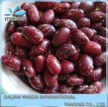 2013 All Kinds of Purple Speckled Kidney Beans PSKB