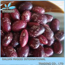 New Crop Bulk Purple Speckled Kidney Beans Bags PSKB