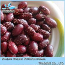 New 2013 All Kinds of Purple Speckled Kidney Beans PSKB