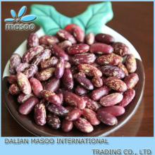 China cheap long Purple speckled kidney bean