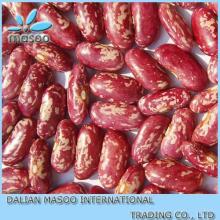 bulk red pinto beans for sale