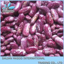 2013 new long shape Purple speckled kidney bean