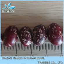 China 2013 crop round shape Purple speckled kidney bean