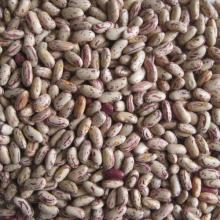 New Crop Dalian Best Price Yian LSKB
