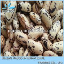 Chinese bulk  long   bean s sofa for sale,canary kidney  bean s for animals feed, vigna lskb kidney  bean s