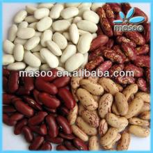 Dried light and purple speckled kidney bean round and long shape beans in bulk for sale 2013 crop fr