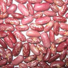 2013 Red Speckled Kidney Beans from China best price hot