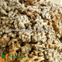 Viet Nam Raw Fresh Ginger - Best quality