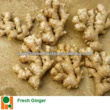 Fresh Ginger For Food