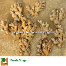 FRESH GINGER - BEST QUALTIY
