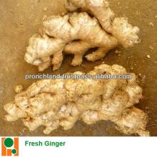 Viet Nam Raw Fresh Thin Ginger - Grade 1