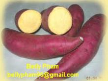 Fresh Sweet Potato from Viet Nam: High Quality and Competitive Price