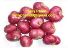 Red Onion: High Quality and Competitive Price