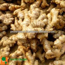 2013 NEW FRESH AND THIN GINGER_HIGH QUALITY
