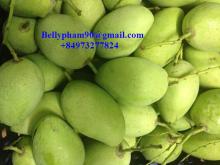HIgh quality Fresh Mango