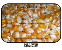 Yellow Maize / Corn Red Ruby