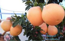new crop fresh pomelo