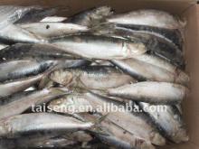 Frozen sardines fish ,high quality