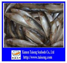 High Quality all types of sardine fishes