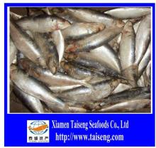 New Coming Good Quality Frozen Sardine From China