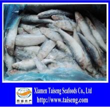 Good Quality Canned Sagax Sardinella Sardine Seafood