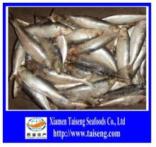 2014 Hot Sale BQF Whole Chilled Sardine with High Quality