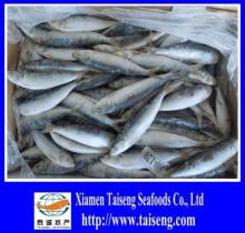 Fresh Canned  Sagax   Sardine lla  Sardine  Fish
